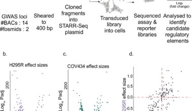 DNA variants that increase testosterone production in PCOS patients identified