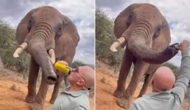 Tourist shoves beer into elephant’s trunk in Kenya sanctuary, internet reels in horror | Trending