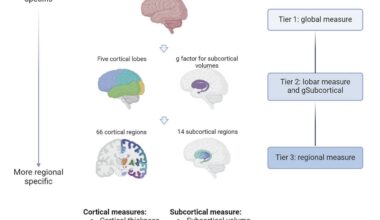 People's brain structure linked to their genetic risk of major depression, stud finds