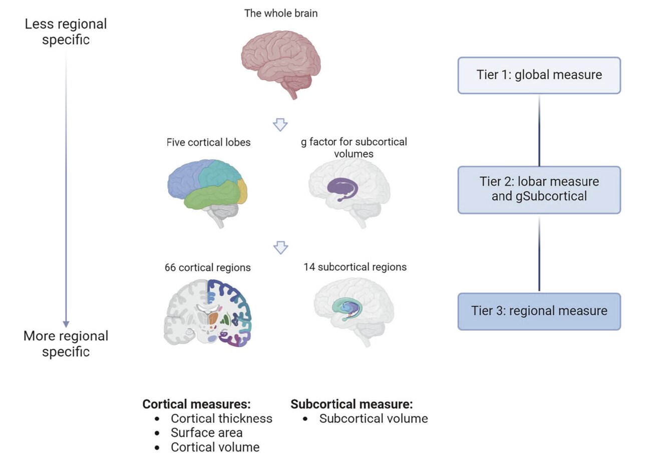 People's brain structure linked to their genetic risk of major depression, stud finds