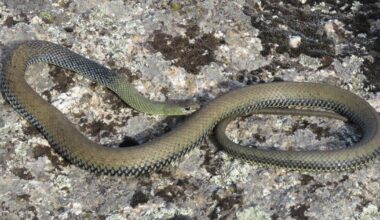 "Higher temperatures boost their activity and food-seeking behaviour"