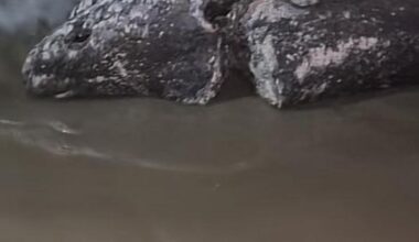 Massive shark with bite marks washes up on Mallorca beach