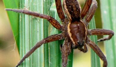 Spider season: Extinct spiders are making comeback in the UK