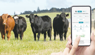 Strong farmer uptake for Beef + Lamb NZ’s new nProve Beef genetics tool