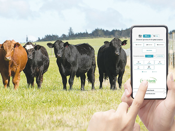 Strong farmer uptake for Beef + Lamb NZ’s new nProve Beef genetics tool