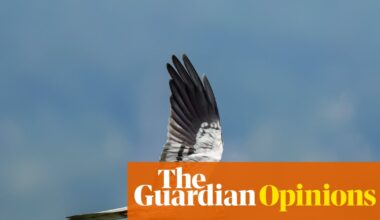 An abundance of butterflies and birds arrived this summer: nature is ready to spring back – if we let it | Patrick Barkham
