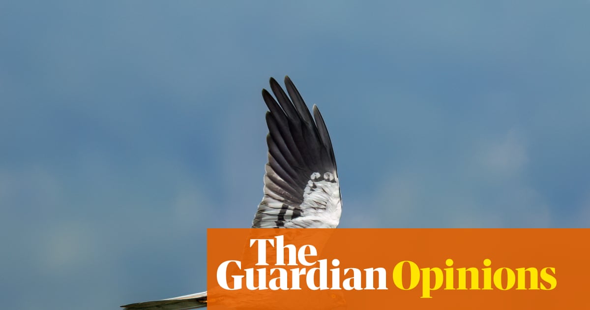 An abundance of butterflies and birds arrived this summer: nature is ready to spring back – if we let it | Patrick Barkham