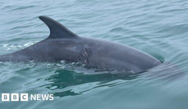 Warning to boat owners after lone dolphin in Lyme Bay injured
