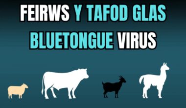 Changes to Bluetongue restrictions in Wales confirmed for autumn