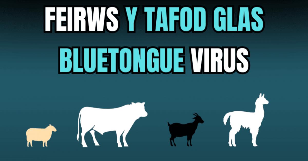Changes to Bluetongue restrictions in Wales confirmed for autumn