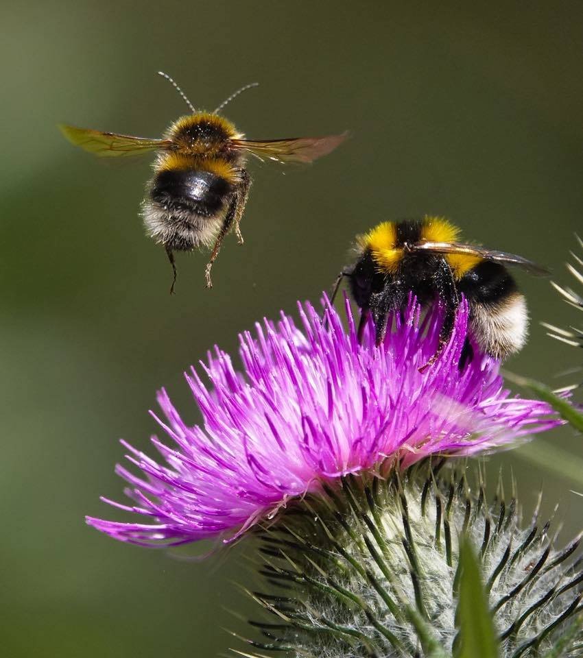 A pair of bees by Christopher Cureton