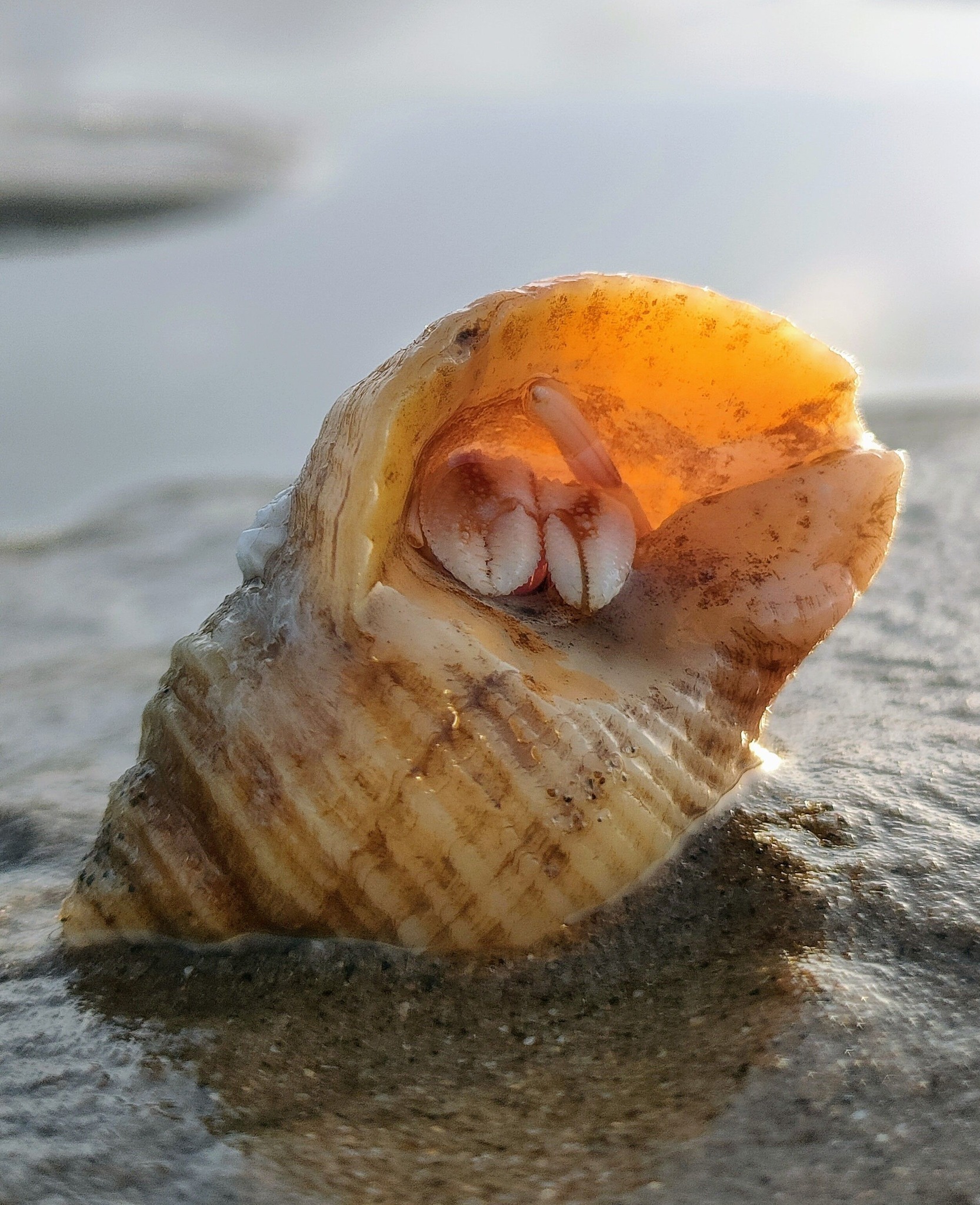 A pair of claws by Kimberley Phillips