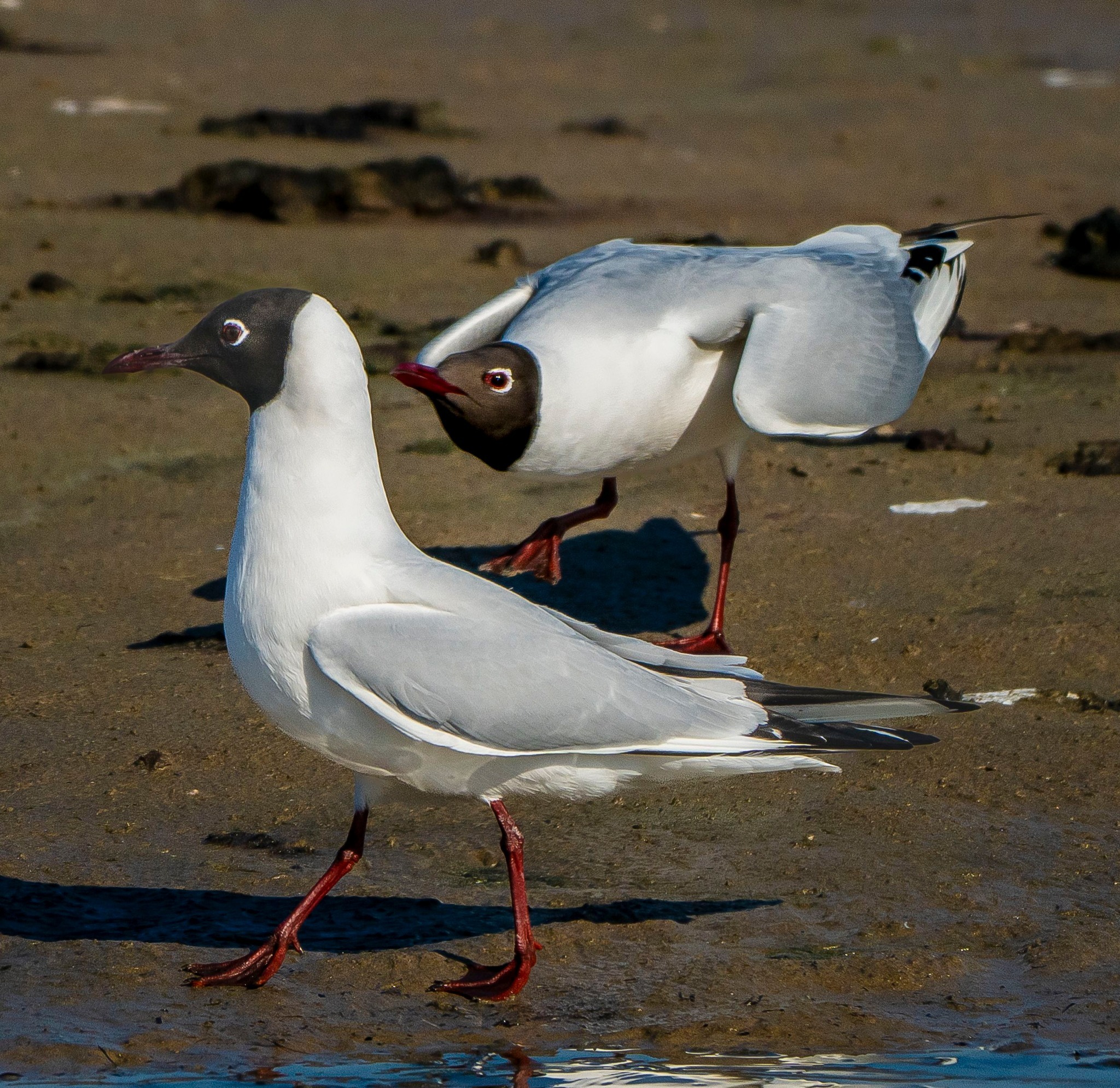 Black headed gulls by Richard Bradford
