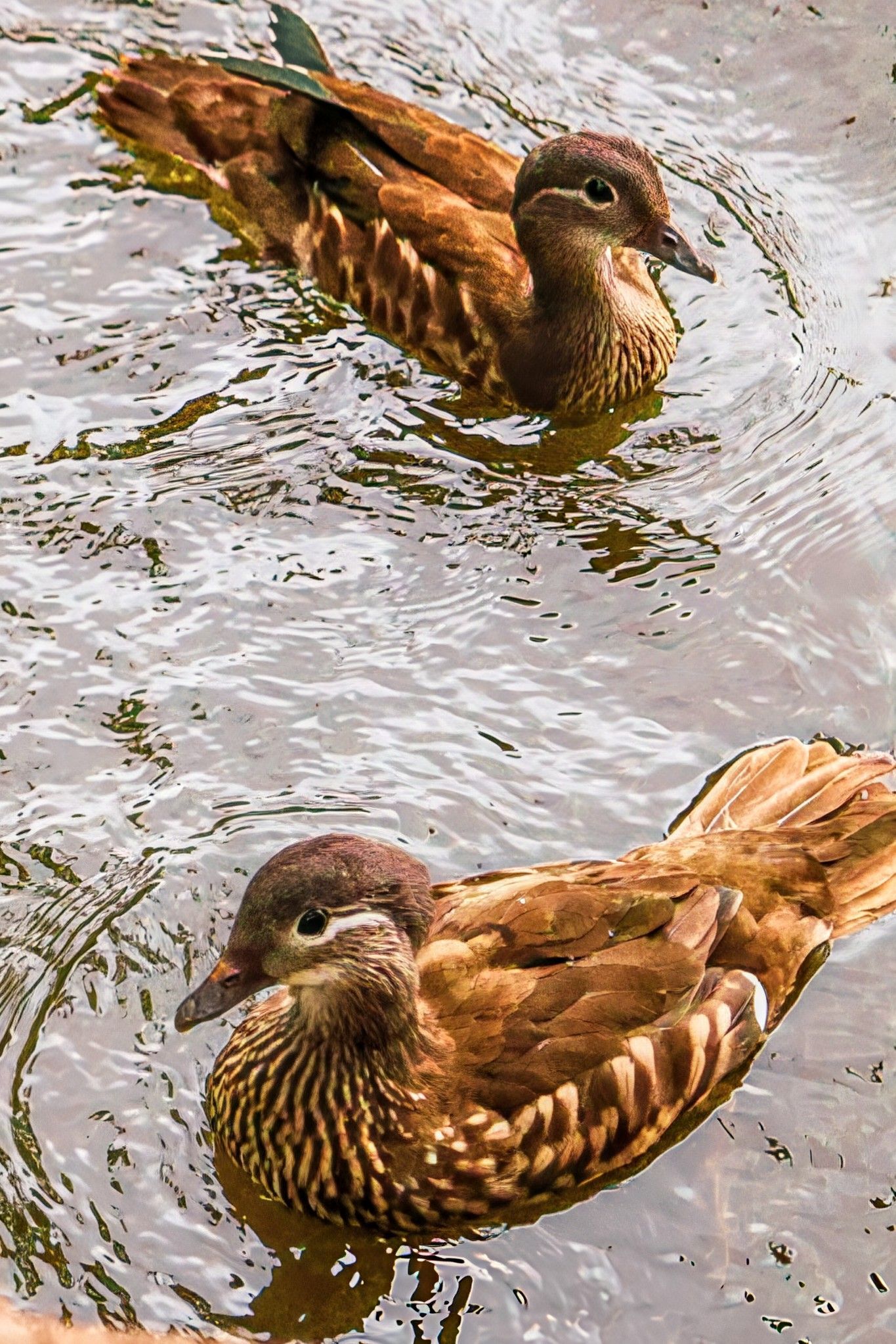 Ducks at Arrowe Park by Carrollcaptures88