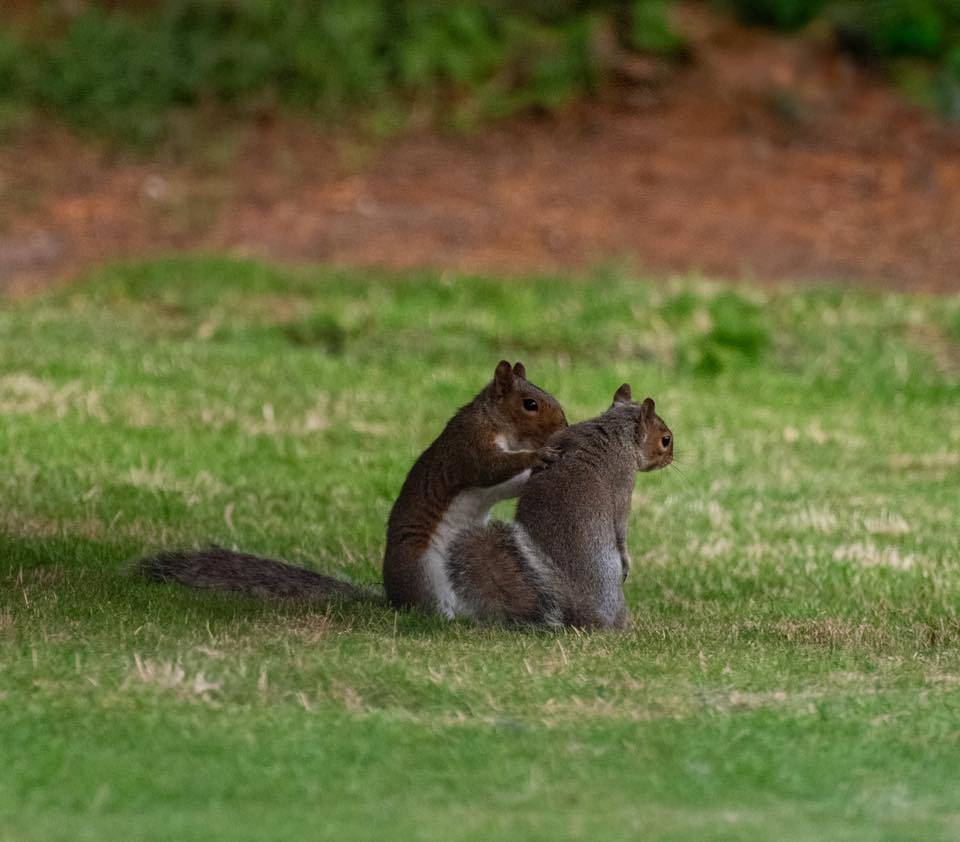 Friendly quirrels by Mathew Bett