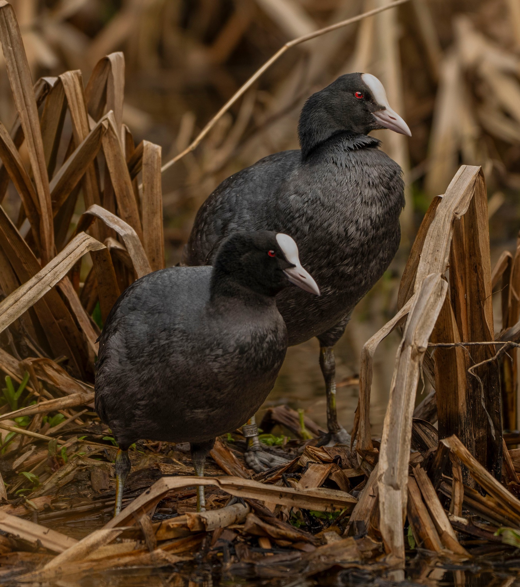 Moorhens at Brotherton Park by Richard Bradford