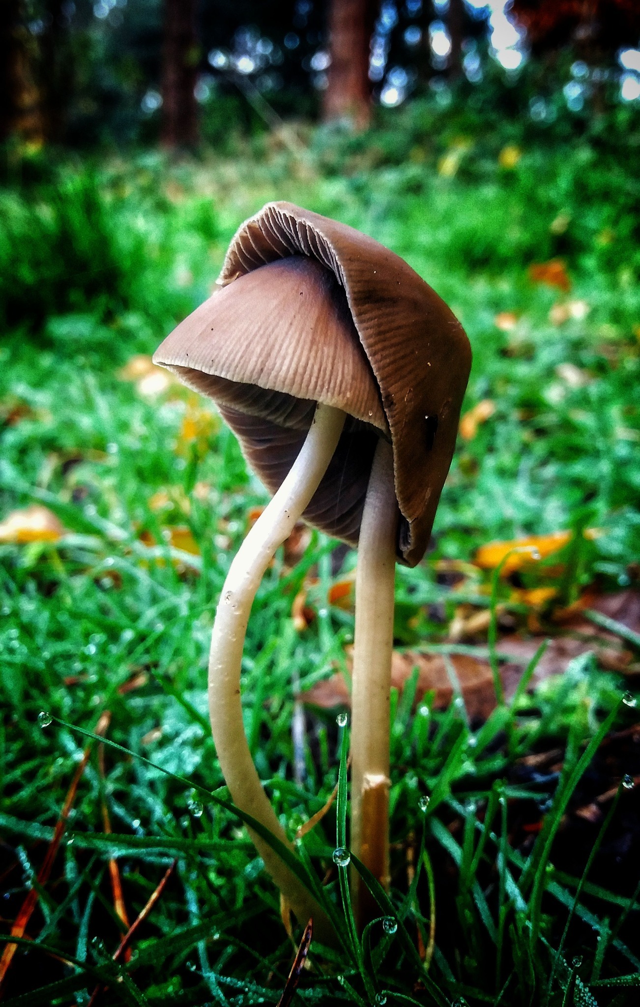 Mushrooms by Phil Ish