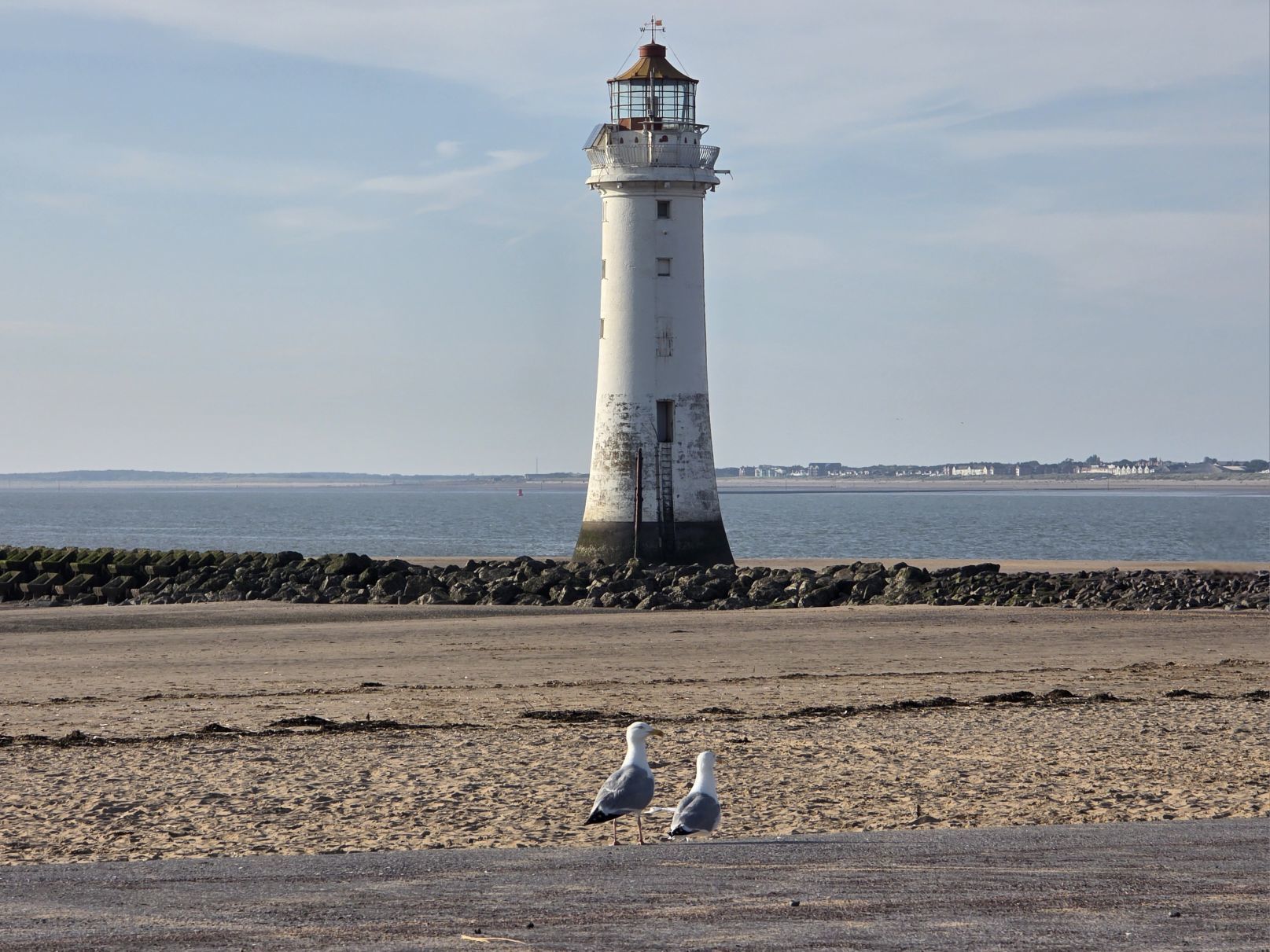 Seagull pair by Angie Jones