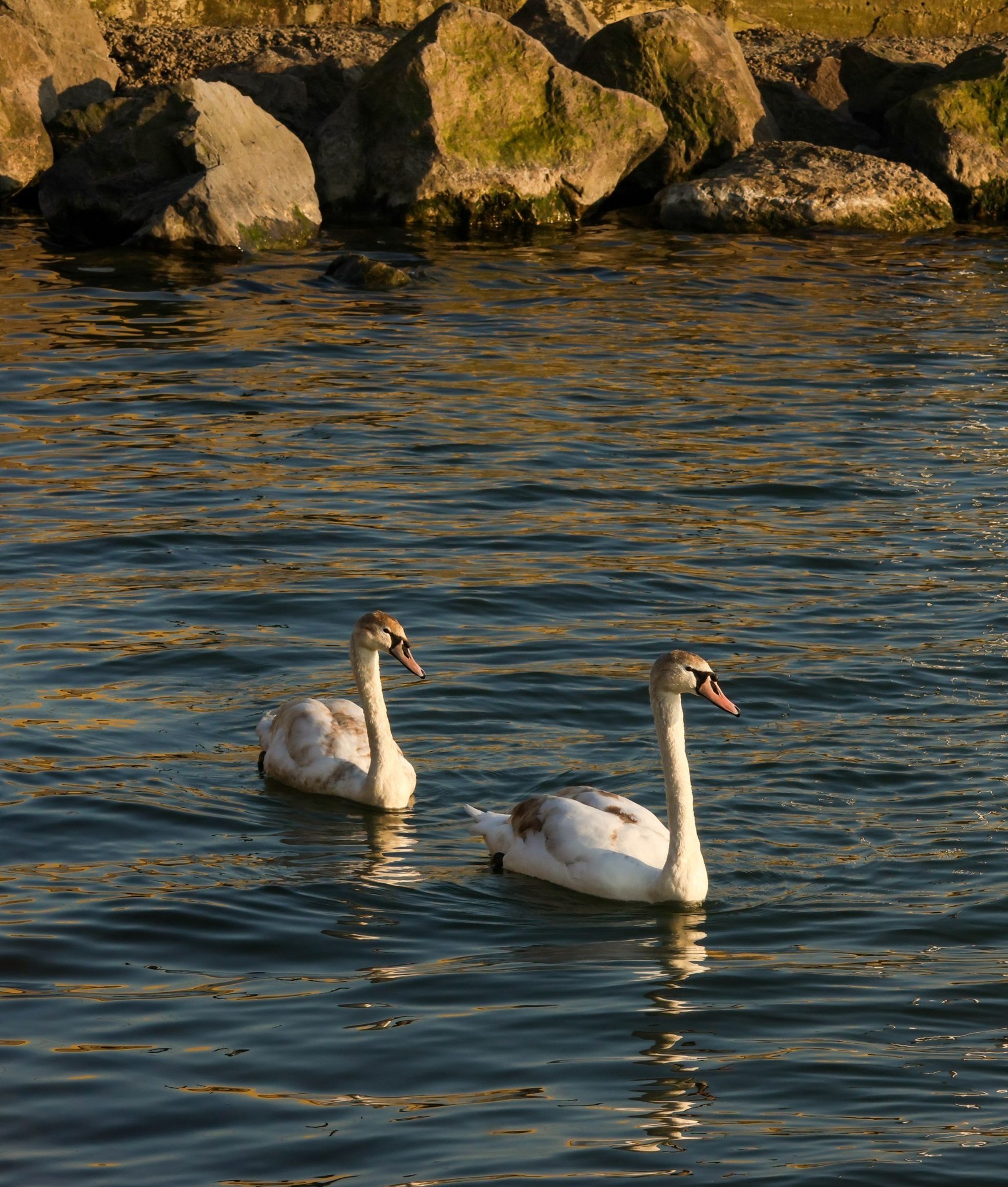 Swan pair at West Kirby Marine Lake by Nicola Jayne
