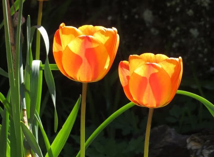 Tulips in the sun, New Brighton by Jan E Peddie