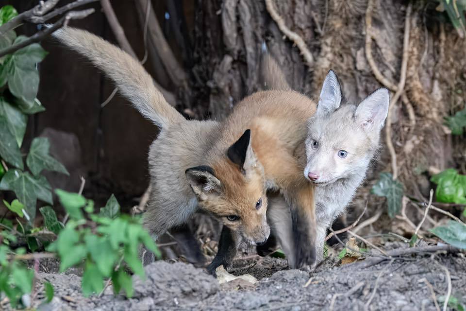 Two fox cubs by Mathew Bett