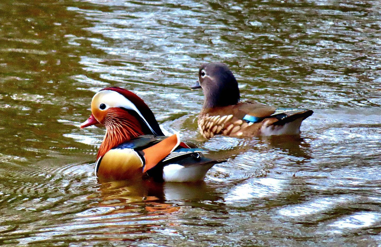 Two little ducks in Bebington by John Walton