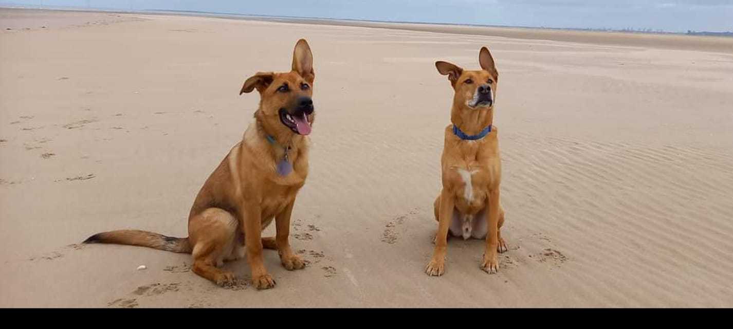 Wonky earred pups by Joy Rynkiewicz