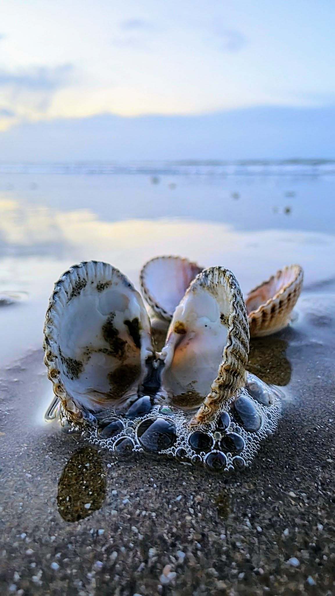 A pair of cockle shells by Kimberley Phillips