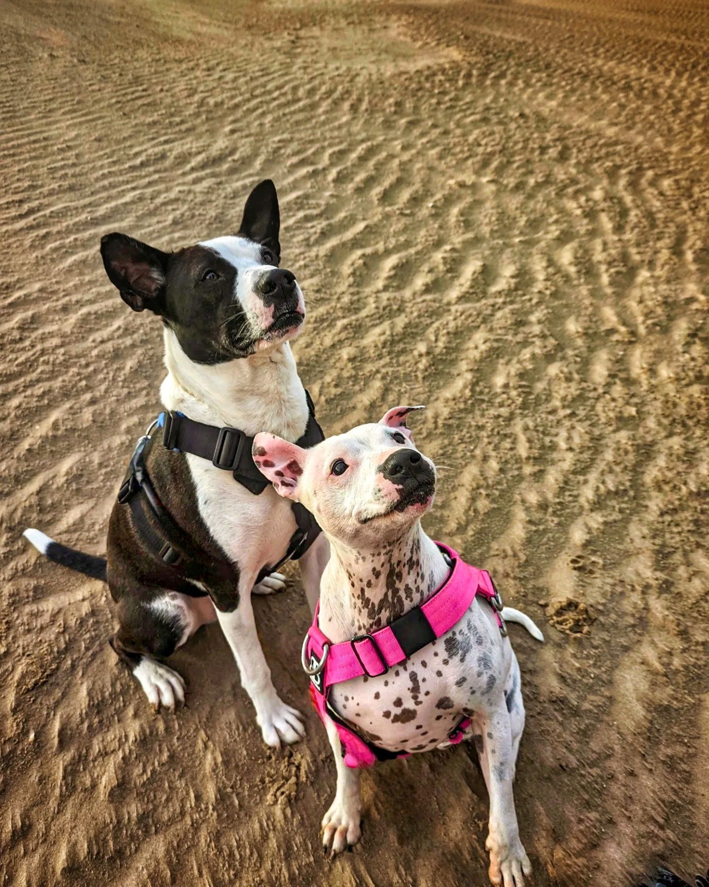 Best friends by Carrollcaptures88