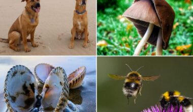 Amateur photographers snap 18 perfect pairs in Wirral