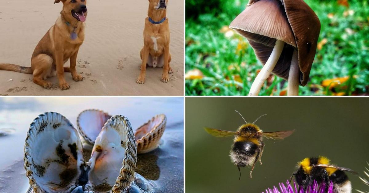 Amateur photographers snap 18 perfect pairs in Wirral