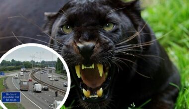 Big cats in UK: Black panther spotted by M5 near Bristol