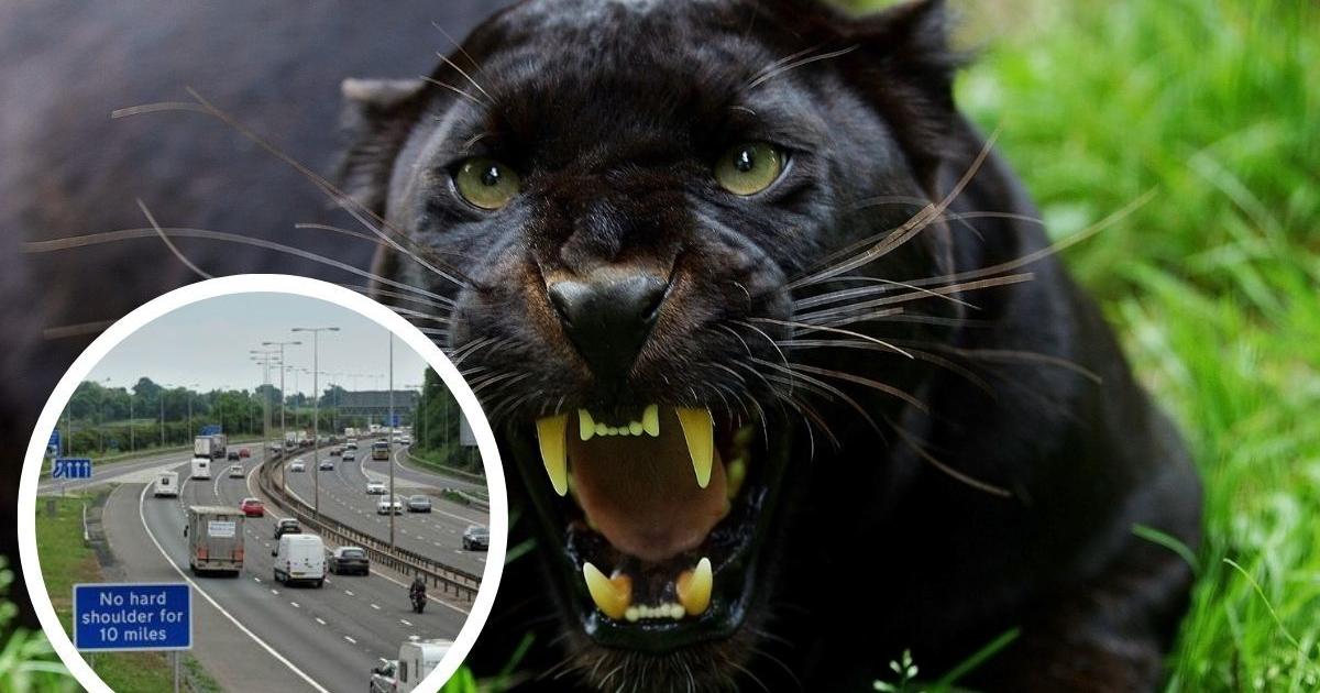 Big cats in UK: Black panther spotted by M5 near Bristol