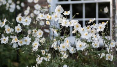 Wiltshire warning about invasive garden plant that spreads quickly