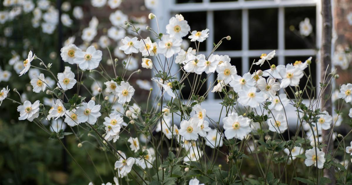 Wiltshire warning about invasive garden plant that spreads quickly