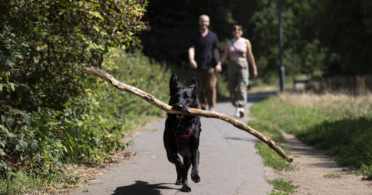 Parts of UK forecast to hit 34C during fourth summer heatwave