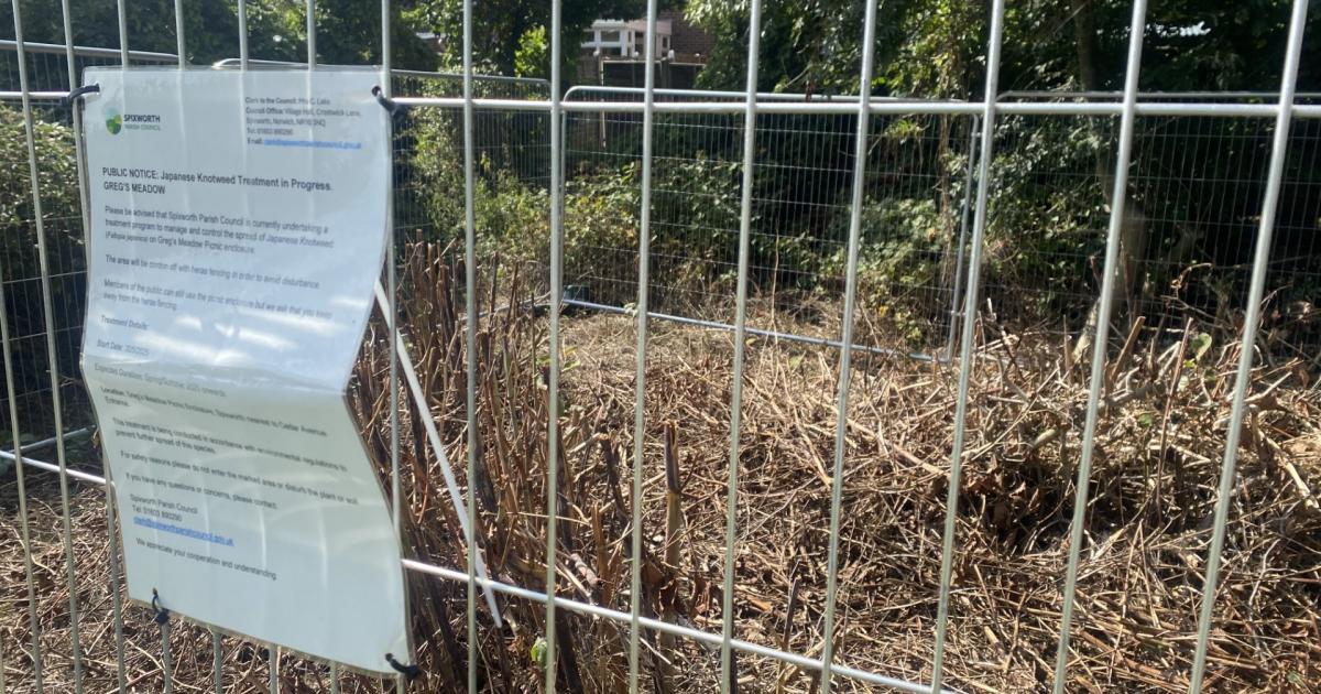 Removing invasive plant from Norwich meadow could take years
