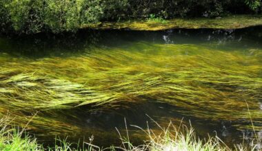 Warning over ‘decade of decline’ for one of England’s precious chalk streams