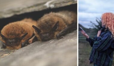 International Bat Night: Where to spot bats in Yorkshire