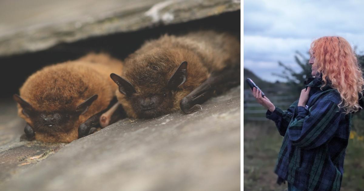 International Bat Night: Where to spot bats in Yorkshire