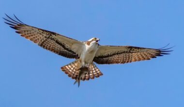 Osprey chicks take flight from NWT Ranworth Broad in Norfolk