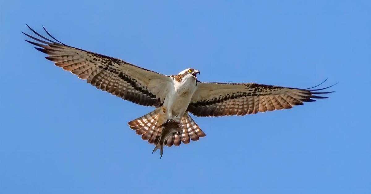 Osprey chicks take flight from NWT Ranworth Broad in Norfolk