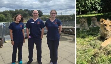 Wear Referrals thanked for treating orphaned lion cubs