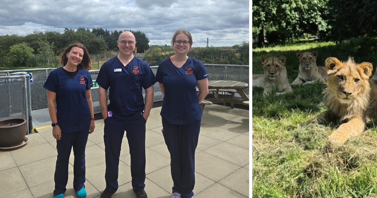 Wear Referrals thanked for treating orphaned lion cubs