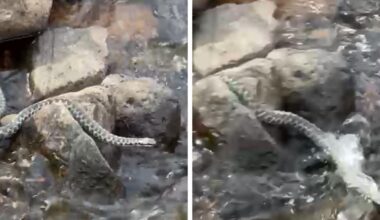 Watch as UK's only venomous snake swims across Scottish Highland stream