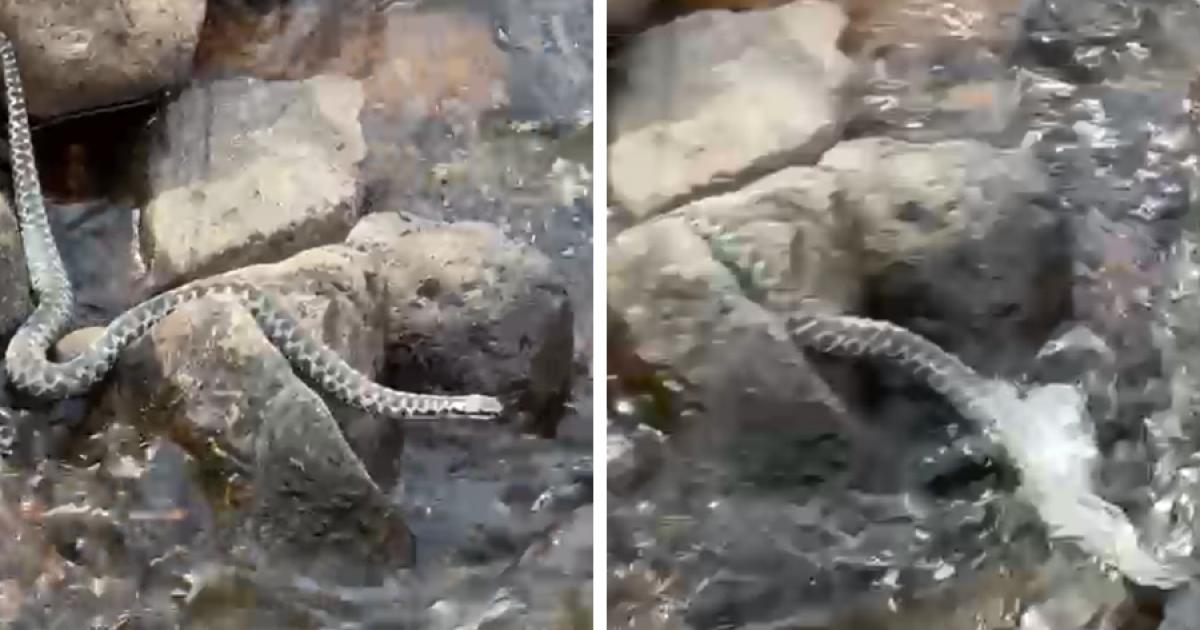 Watch as UK's only venomous snake swims across Scottish Highland stream