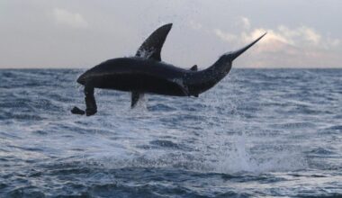 Giant sharks seen leaping out the water off UK coastlines