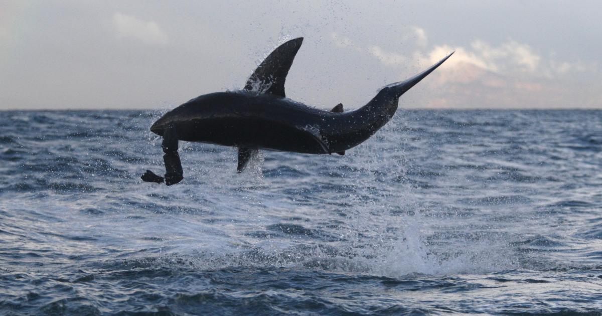 Giant sharks seen leaping out the water off UK coastlines