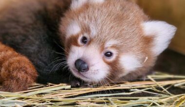 Public asked to help name endangered red panda cub born at zoo