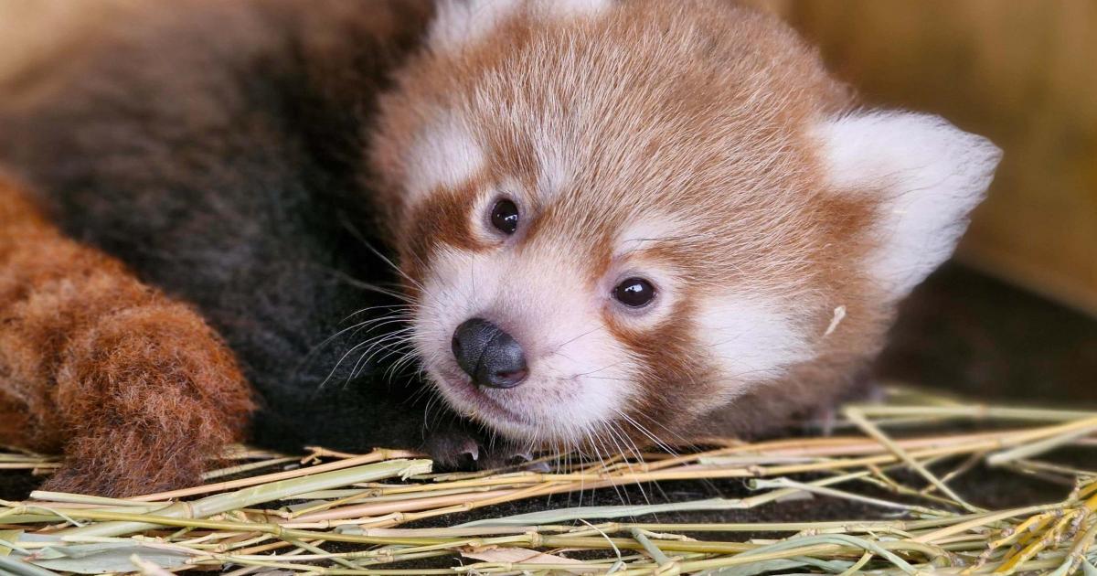 Public asked to help name endangered red panda cub born at zoo